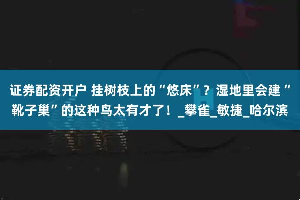 证券配资开户 挂树枝上的“悠床”？湿地里会建“靴子巢”的这种鸟太有才了！_攀雀_敏捷_哈尔滨